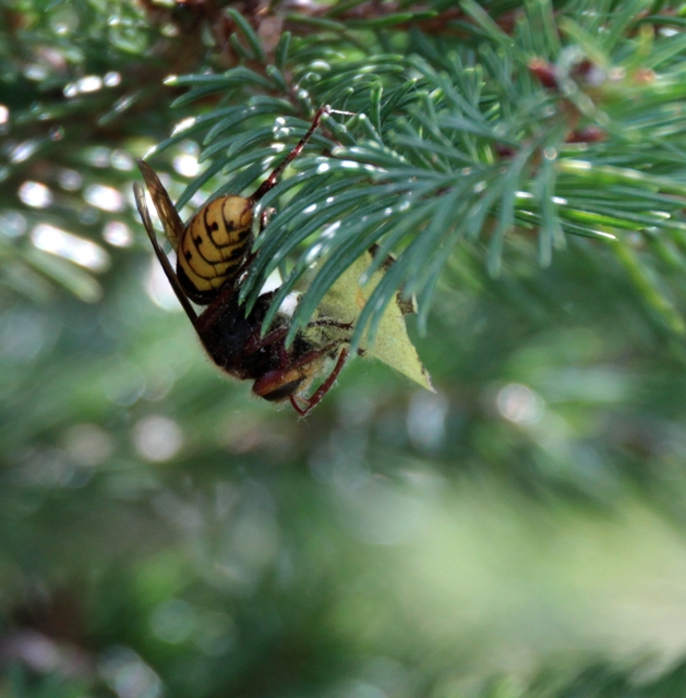 Vespa crabro - lódarázs