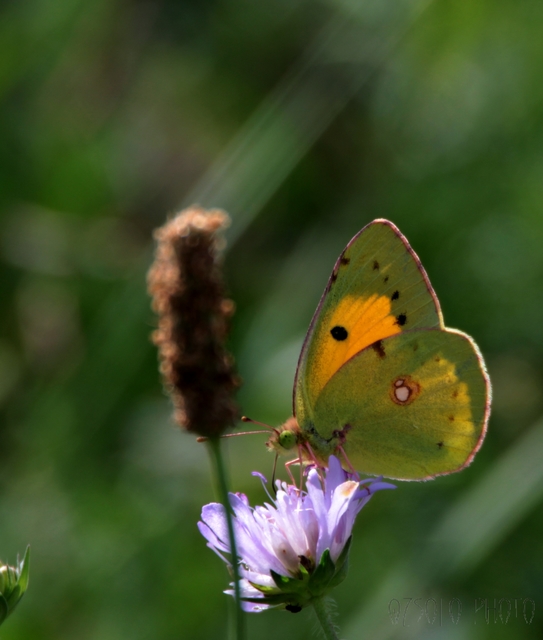 Colias croceus - sáfránylepke