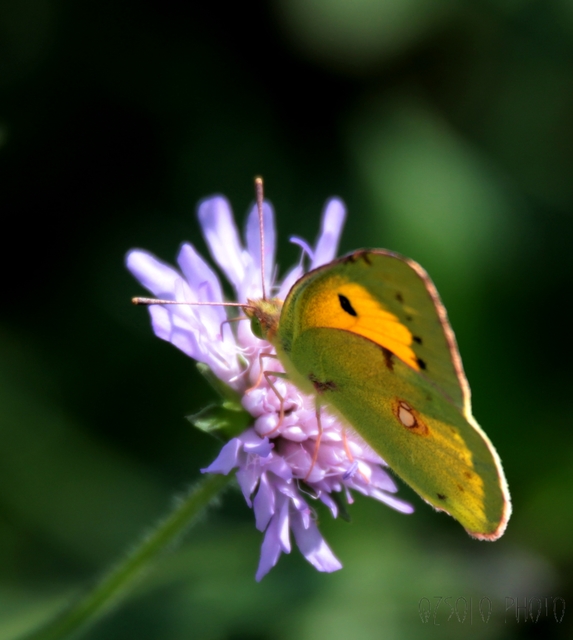 Colias croceus - sáfránylepke
