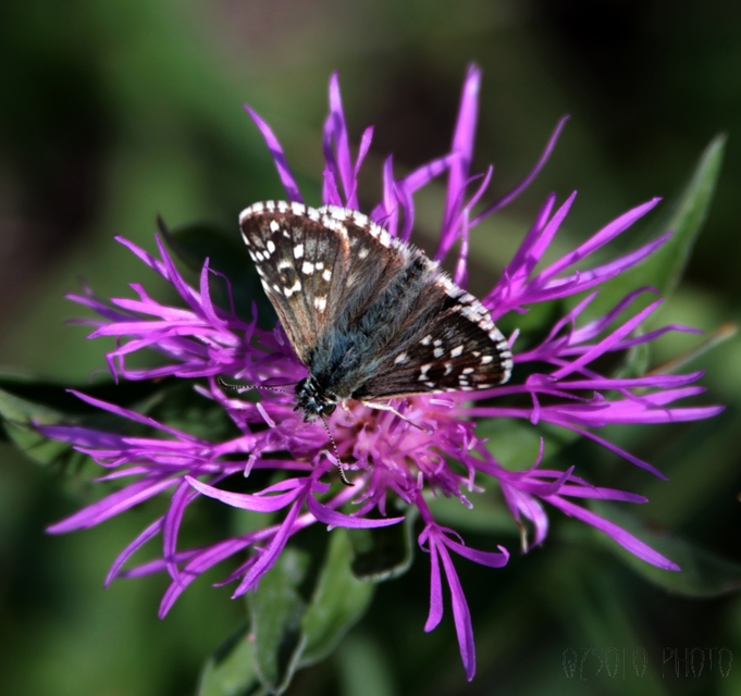 Pyrgus armoricanus - feles busalepke