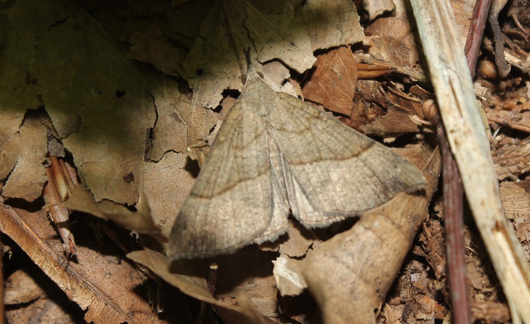 Hypena proboscidalis - ormányos karcsúbagoly