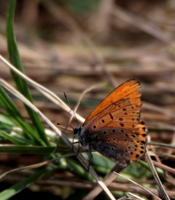 Lycaena thersamon - kis tűzlepke