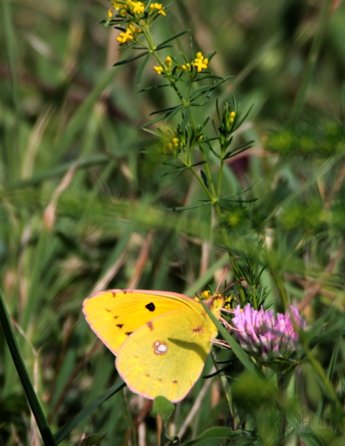 Colias croceus - sáfránylepke