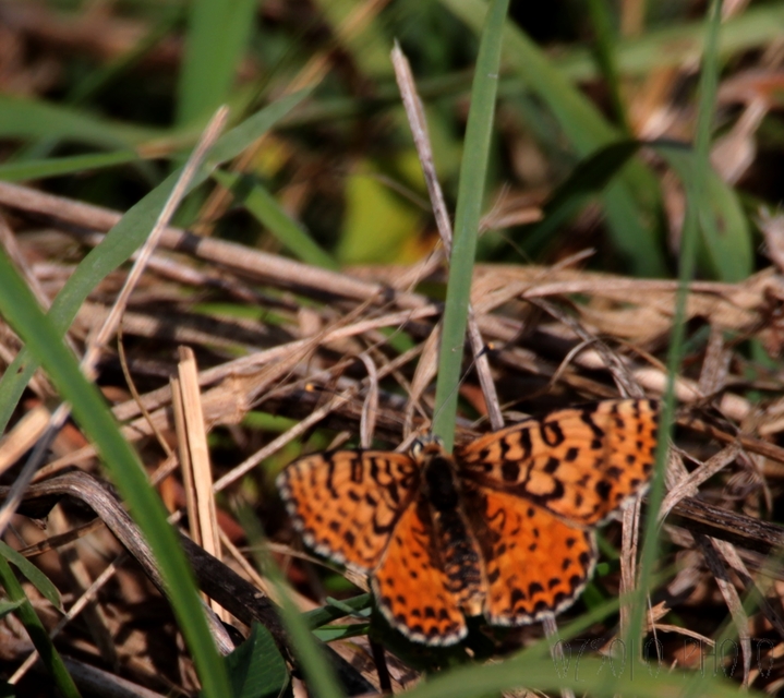 Melitaea didyma - tüzes tarkalepke