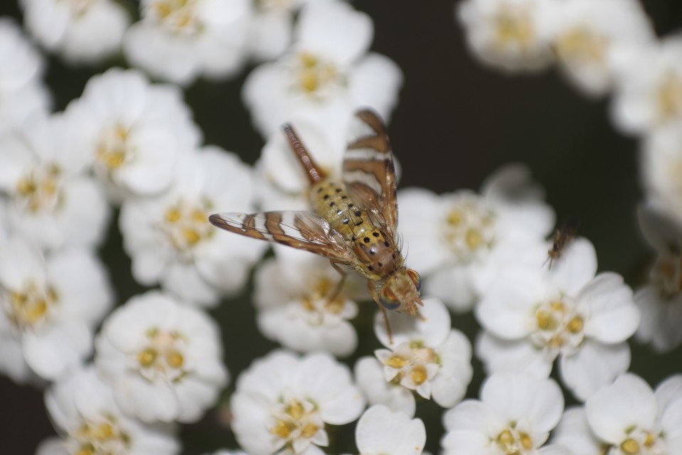 Tephritidae - fúrólégyfélék