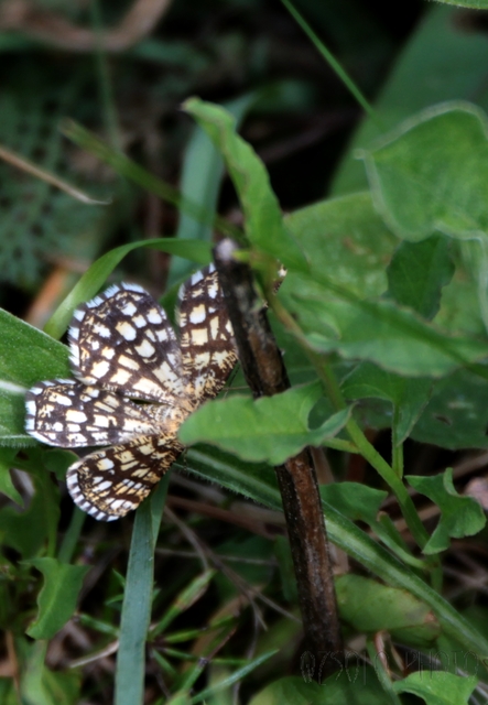 Chiasmia clathrata - rácsos rétiaraszoló