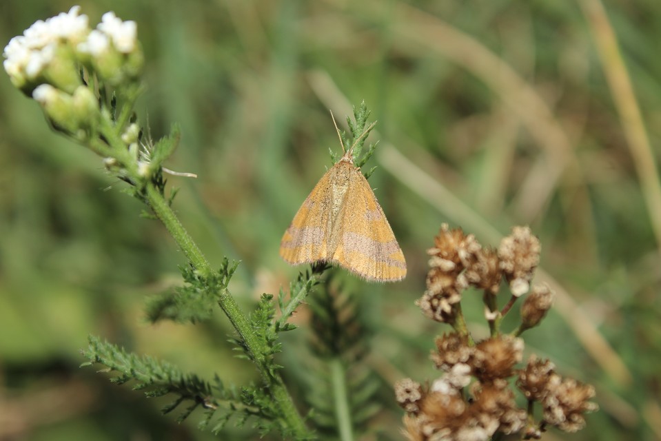 Lythria cruentaria - bíborcsíkos araszoló
