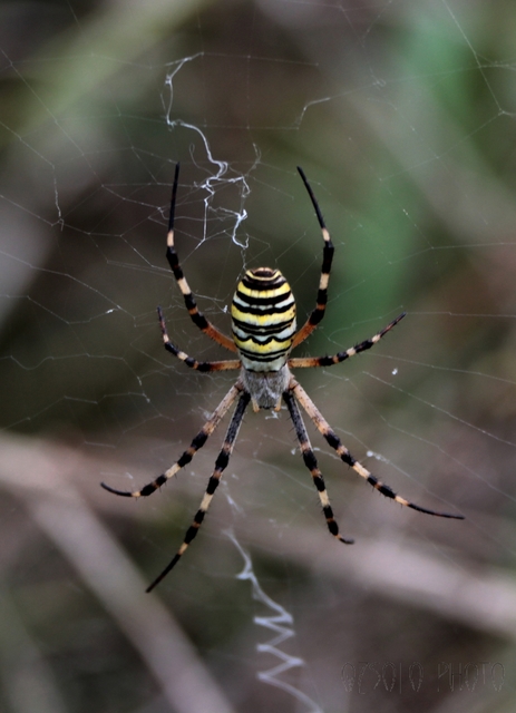 Argiope bruennichi - darázspók