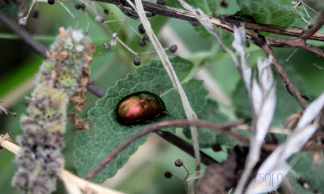Chrysolina herbacea - zöld mentalevelész