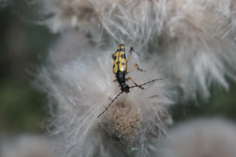Rutpela maculata - tarkacsápú karcsúcincér