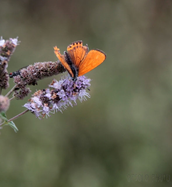 Lycaena thersamon - kis tűzlepke