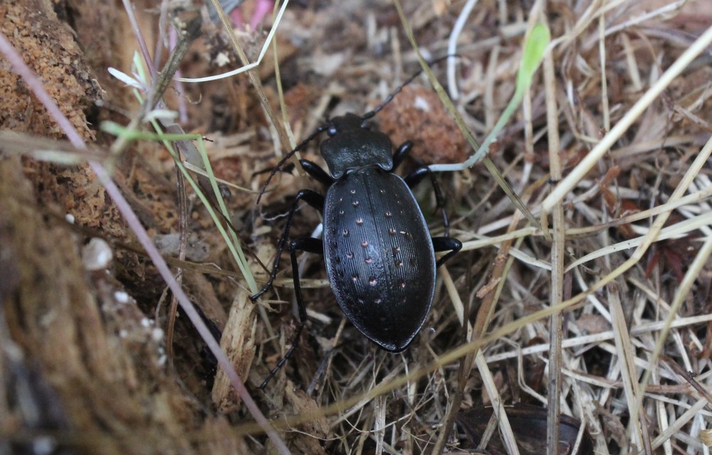 Carabus hortensis - aranypettyes futrinka Carabus hortensis - aranypettyes futrinka