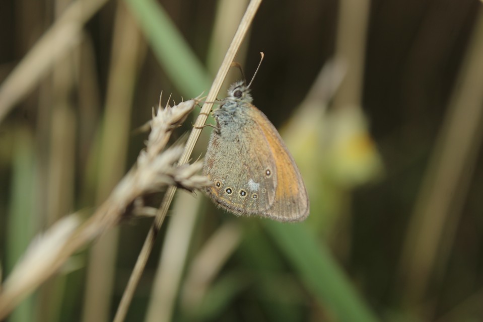 Coenonympha glycerion - közönséges szénalepke