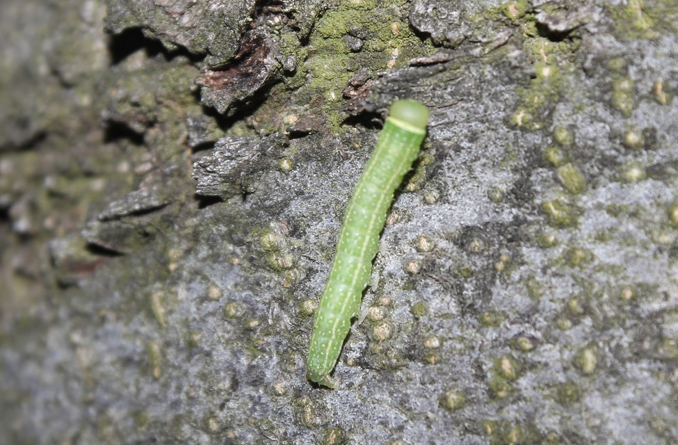 Pseudoips prasinana - bükkfa-zöldbagoly