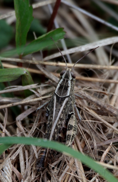 Calliptamus italicus - olaszsáska