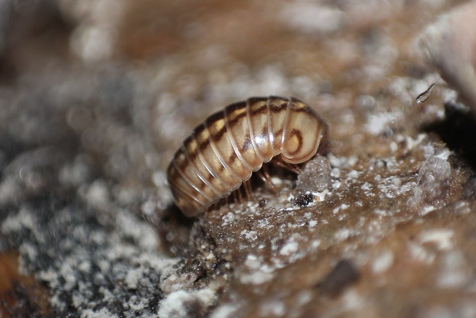 Glomeridae