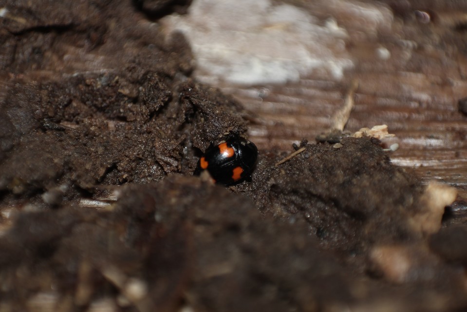 Scaphidium quadrimaculatum - négyfoltos sajkabogár
