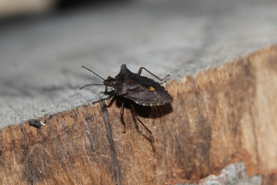 Pentatoma rufipes - vöröslábú címerespoloska Pentatoma rufipes - vöröslábú címerespoloska