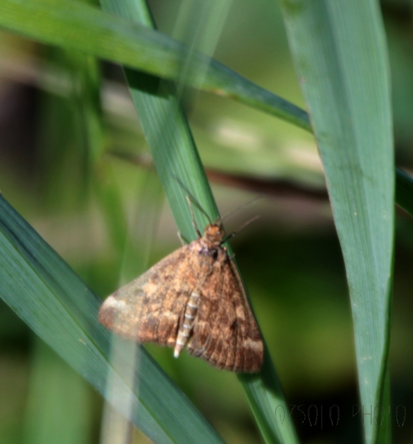 Pyrausta despicata - réti bíbormoly