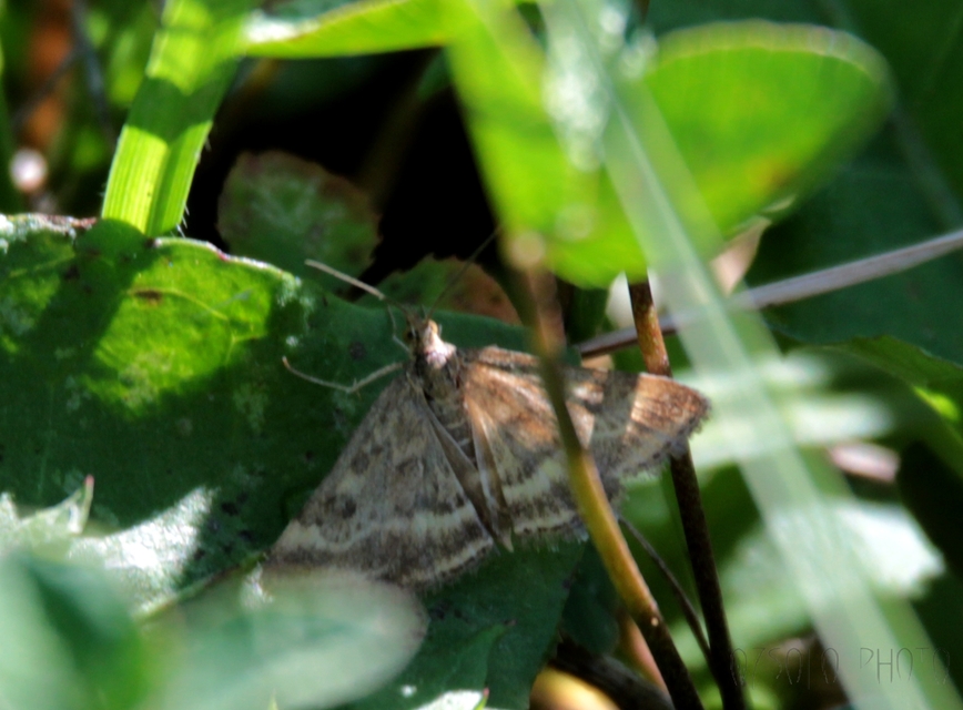 Pyrausta despicata - réti bíbormoly