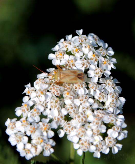 Adelphocoris lineolatus - lucernapoloska