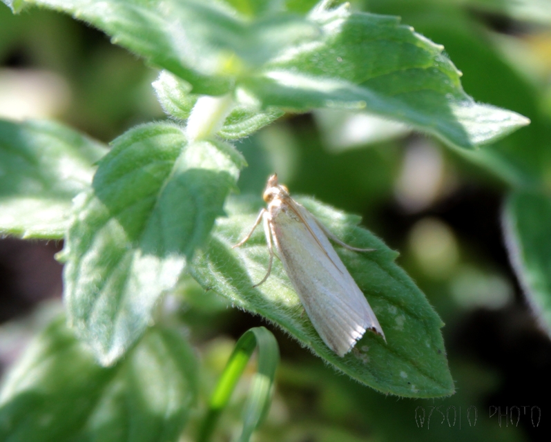 Oncocera semirubella - lucernamoly