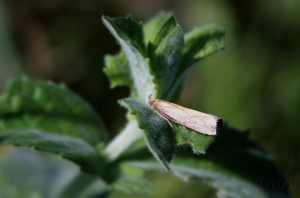 Oncocera semirubella - lucernamoly