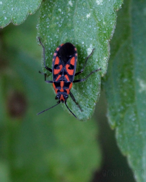 Spilostethus saxatilis - virágbodobács