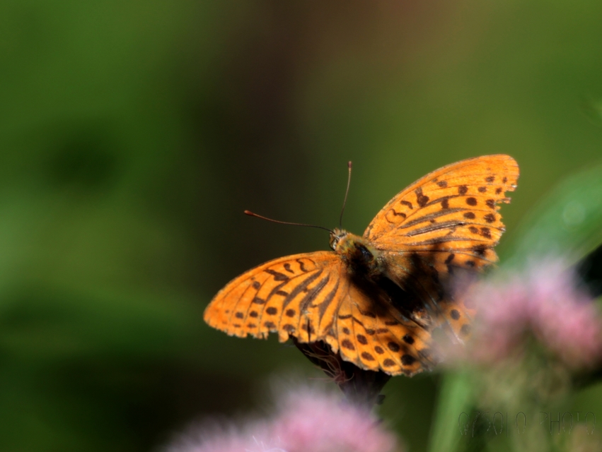 Argynnis paphia - nagy gyöngyházlepke