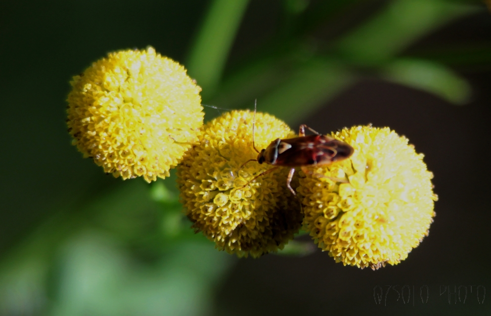 Lygus pratensis - változó mezeipoloska