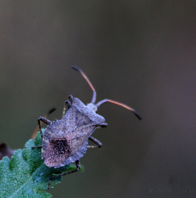 Coreus marginatus - közönséges karimáspoloska