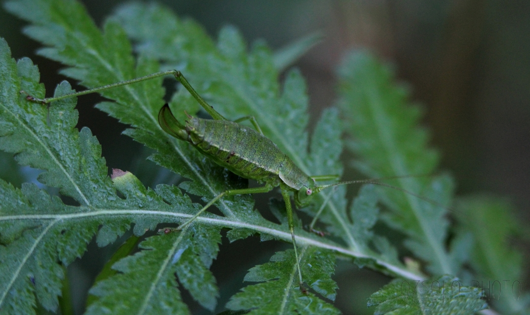 Leptophyes albovittata - közönséges virágszöcske