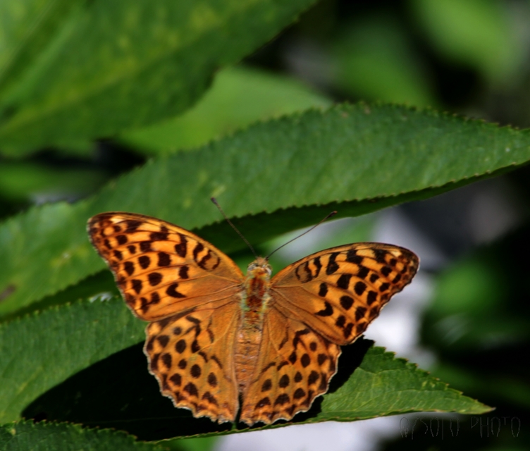 Argynnis paphia - nagy gyöngyházlepke