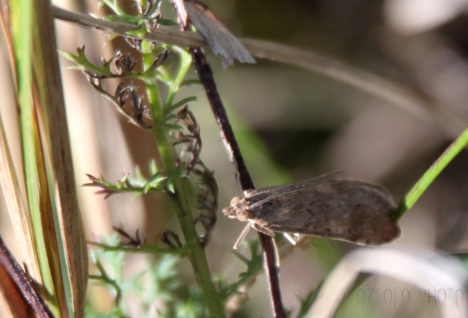 Nomophila noctuella - közönséges vándormoly