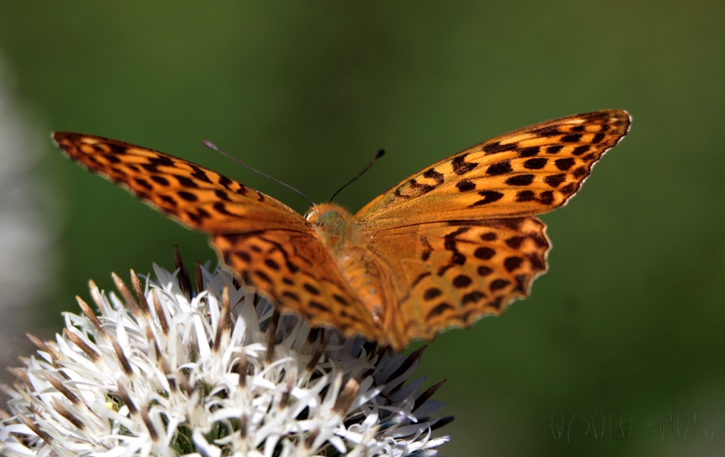 Argynnis paphia - nagy gyöngyházlepke