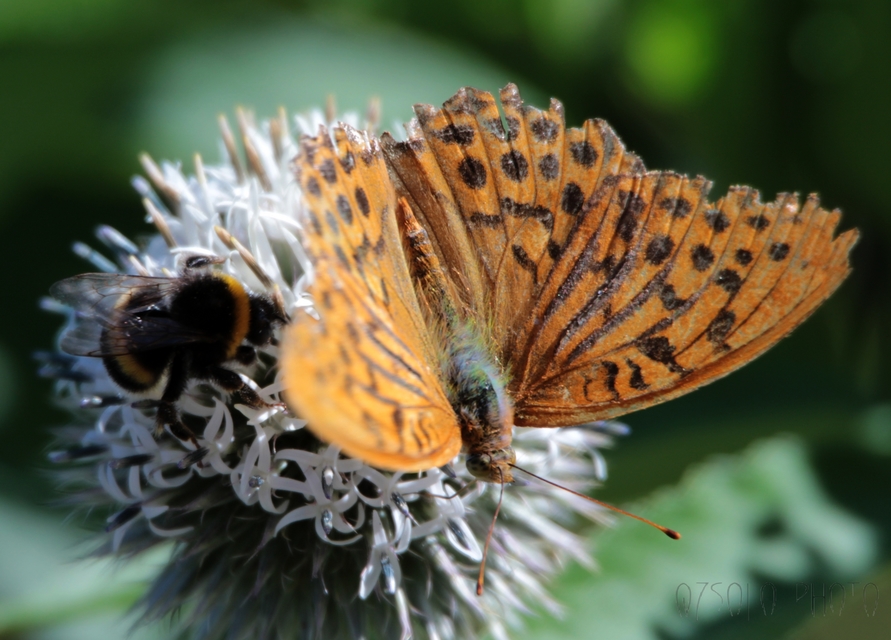 Argynnis paphia - nagy gyöngyházlepke