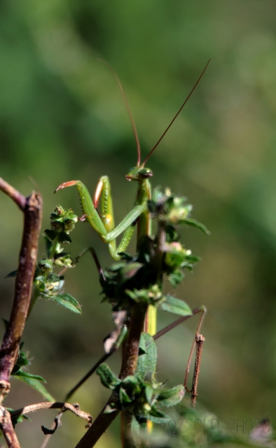 Mantis religiosa - imádkozósáska