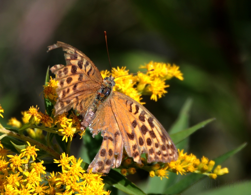 Argynnis paphia - nagy gyöngyházlepke
