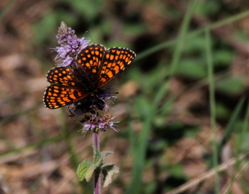 Melitaea athalia - közönséges tarkalepke