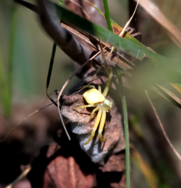 Misumena vatia - viráglakó karolópók