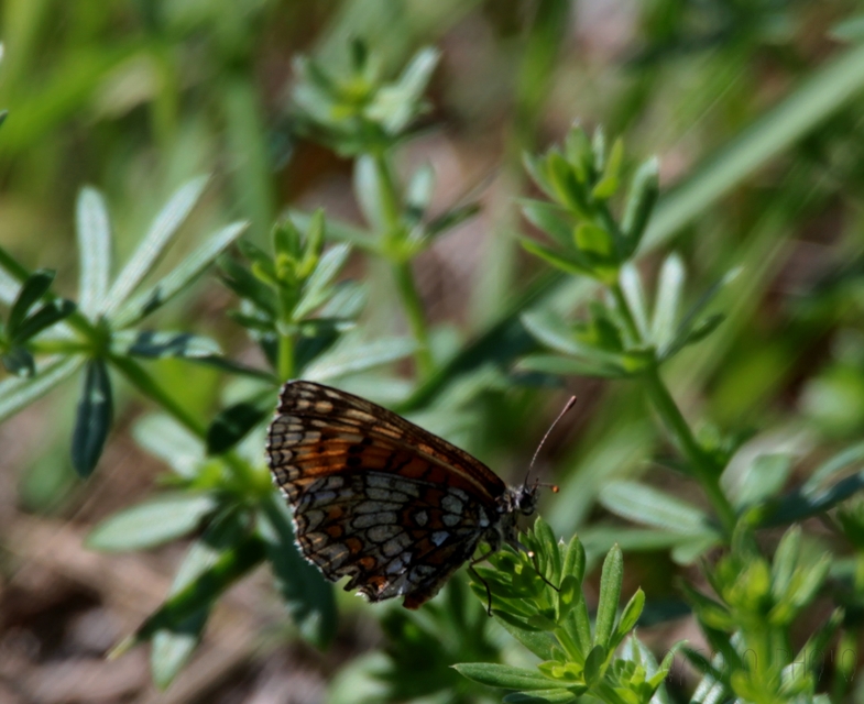 Melitaea athalia - közönséges tarkalepke