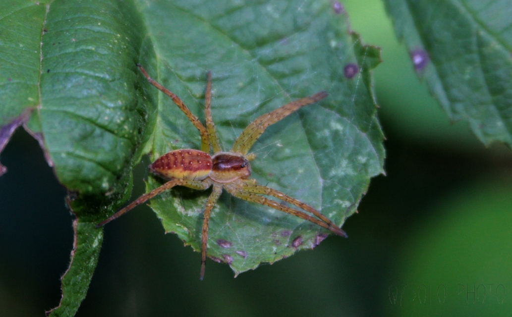 Dolomedes plantarius/fimbriatus
