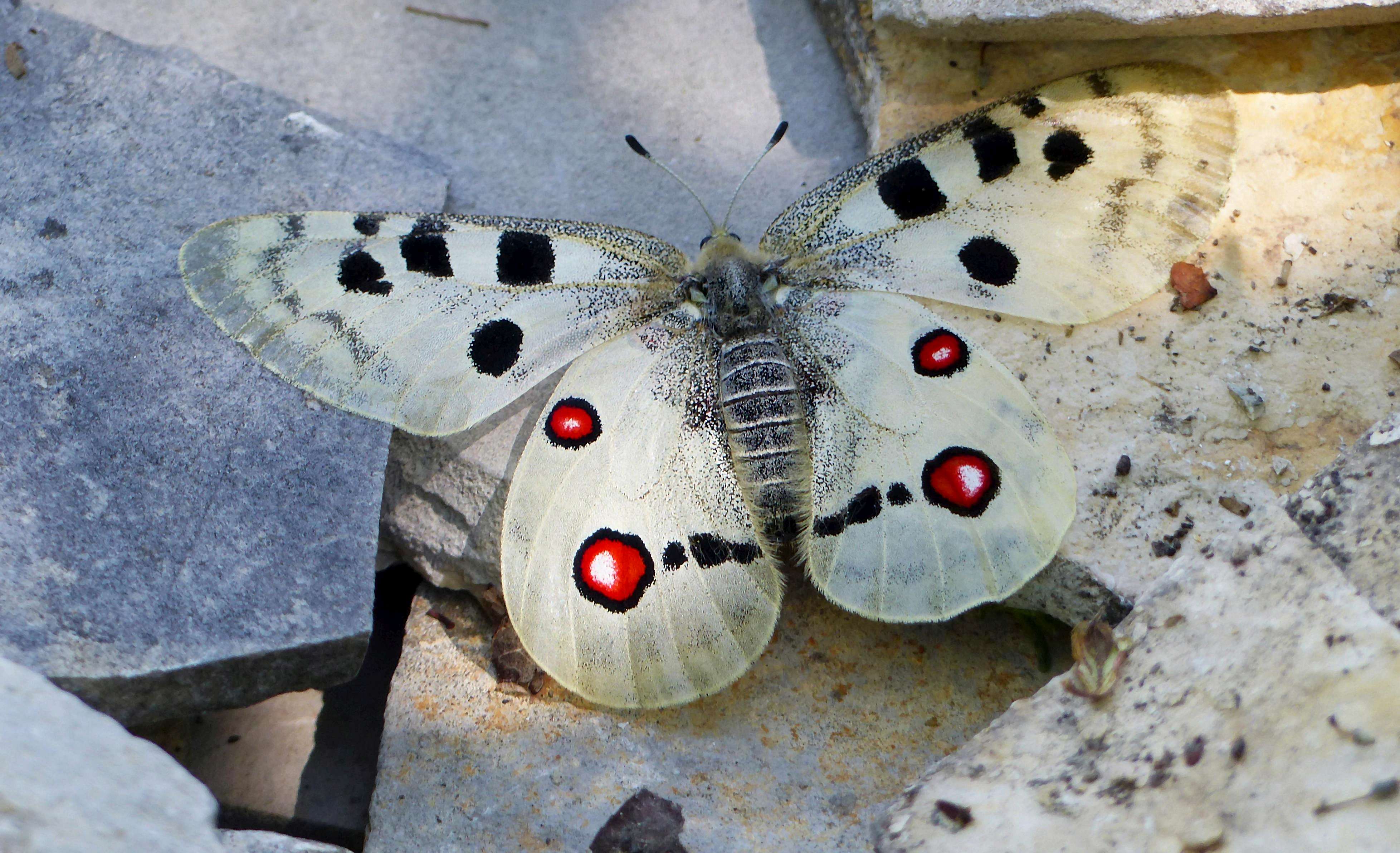 Parnassius apollo - Apollólepke