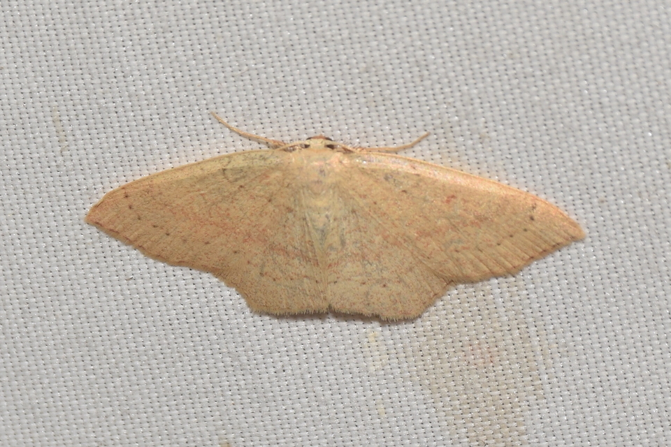 Cyclophora linearia - vonalas pettyesaraszoló