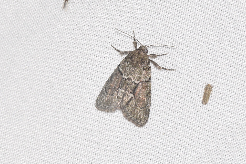 Cryphia fraudatricula - homoki zuzmóbagoly