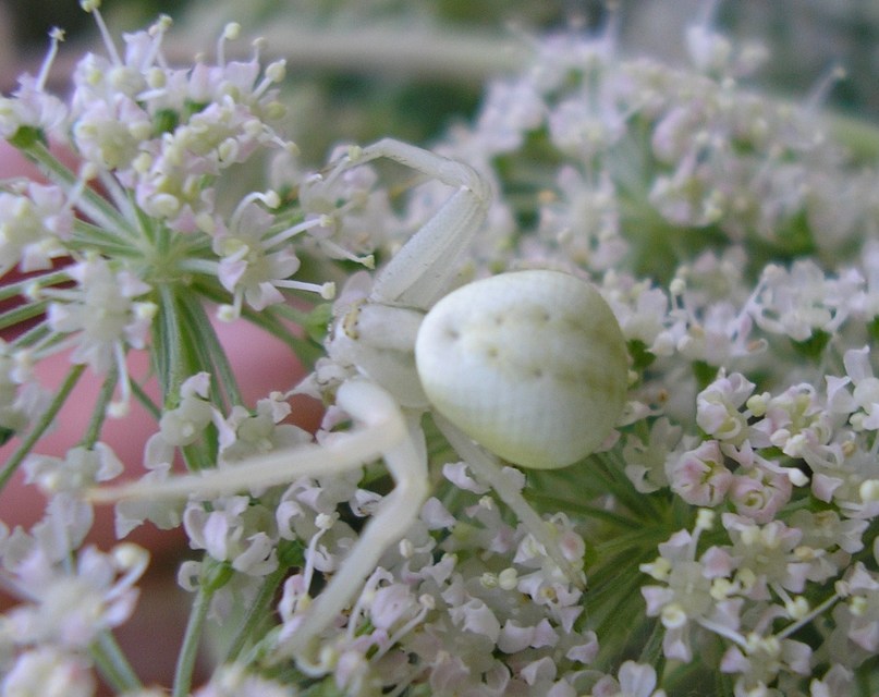 Misumena vatia - viráglakó karolópók
