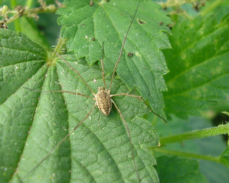Rilaena triangularis
