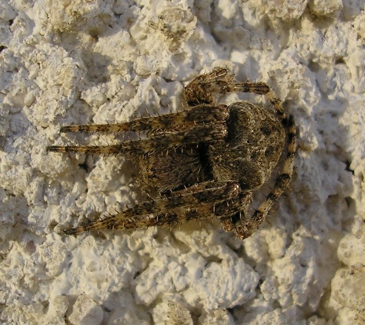 Araneus circe/angulatus