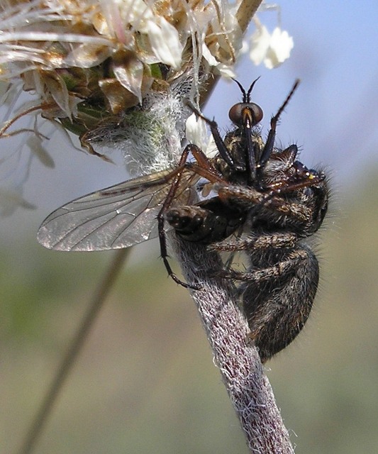Philaeus chrysops - piros ugrópók