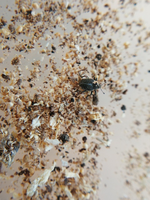 Ceutorhynchus typhae - pásztortáska-ceutormányos